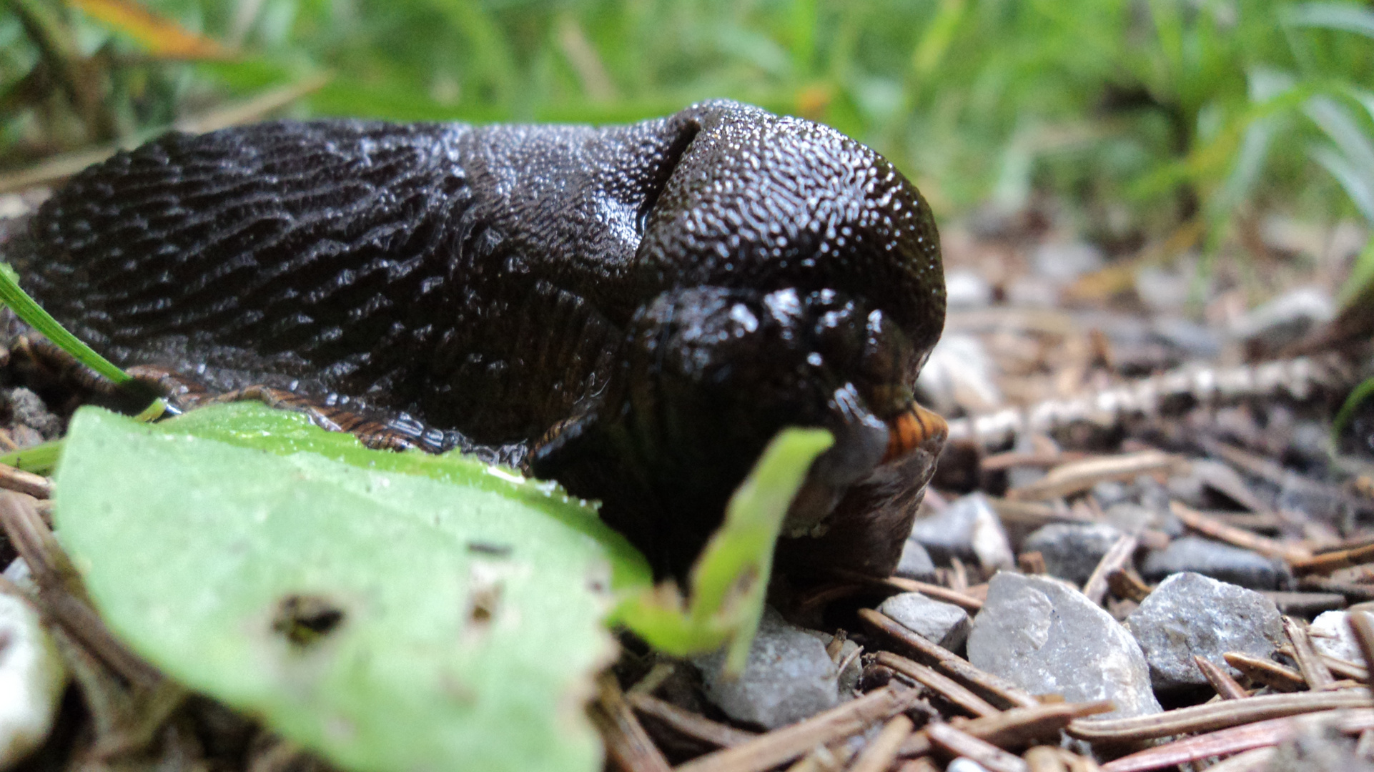 schnecke