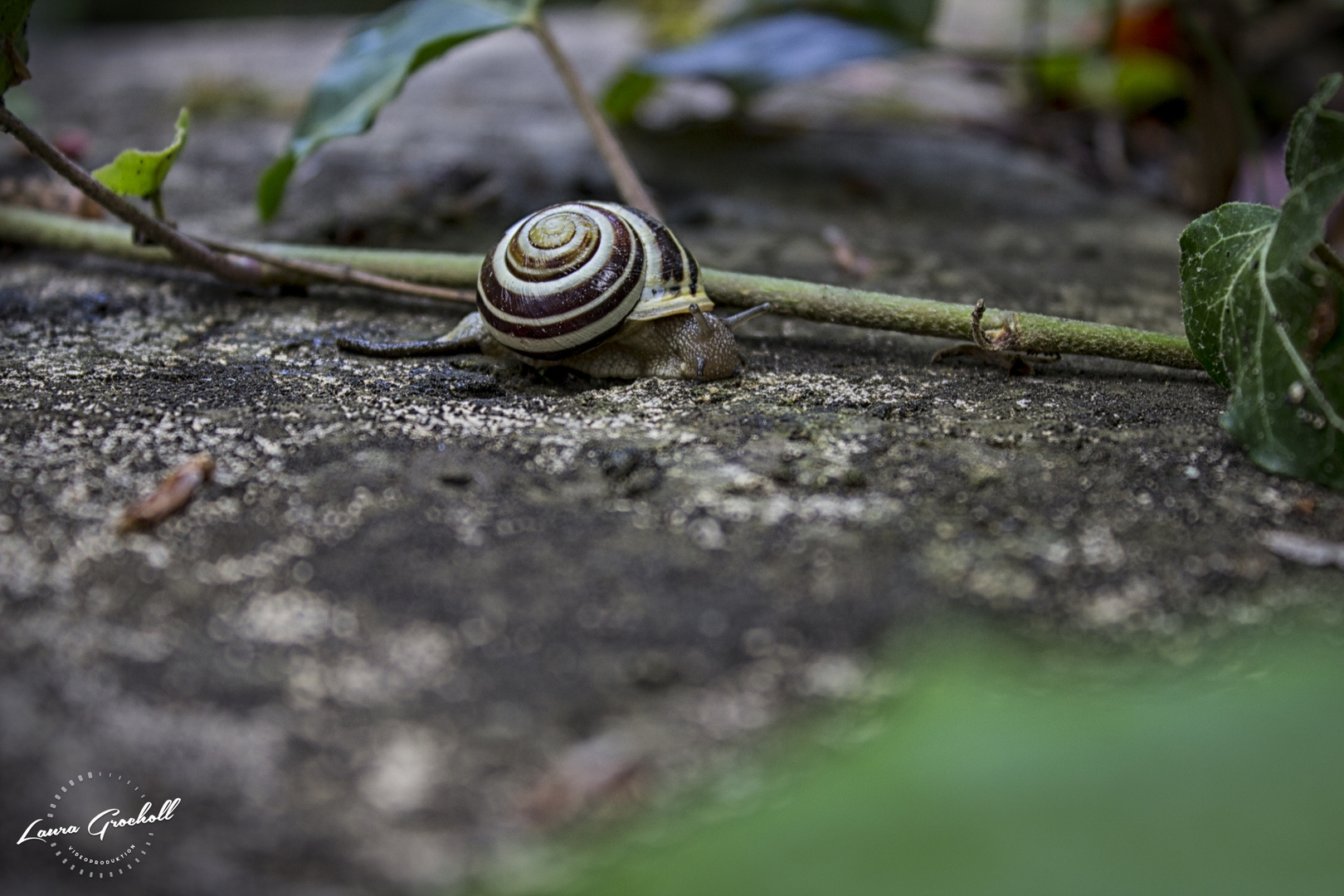 Schnecke