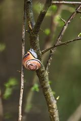 Schnecke