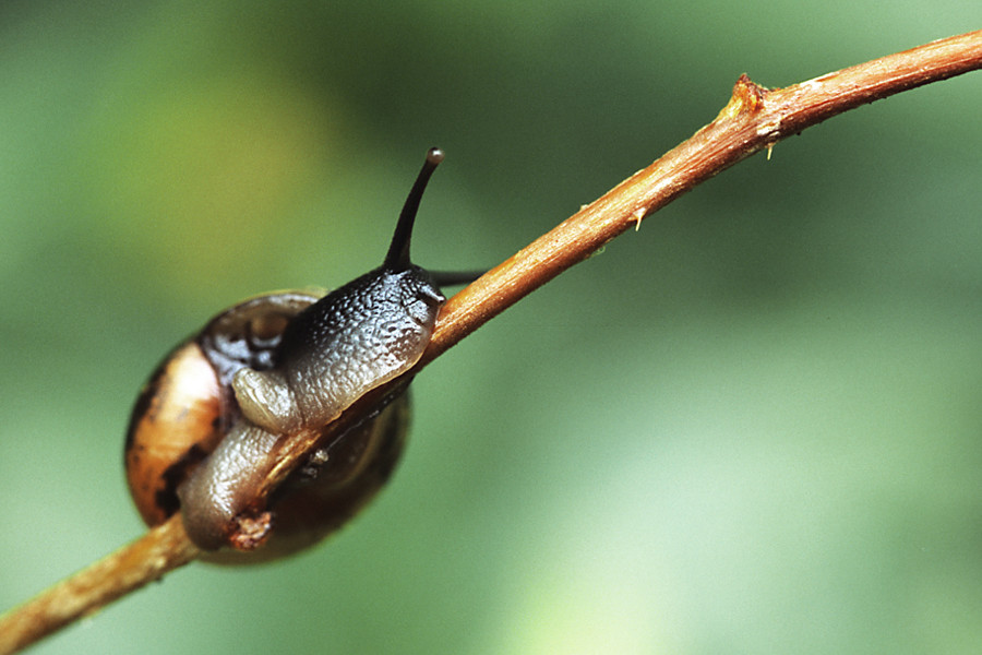 Schnecke