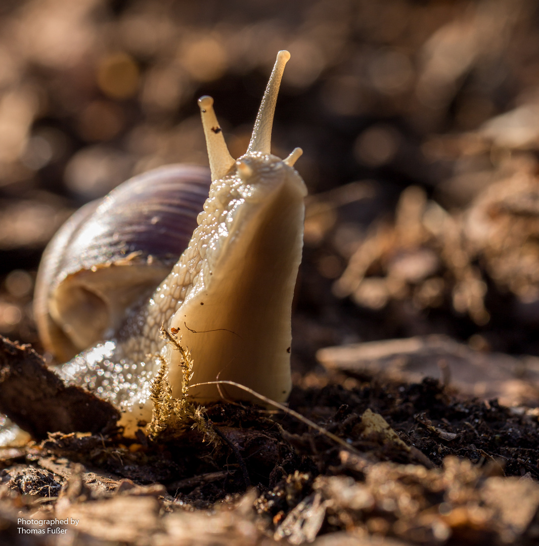 Schnecke 2