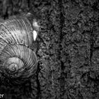 Schnecke 2