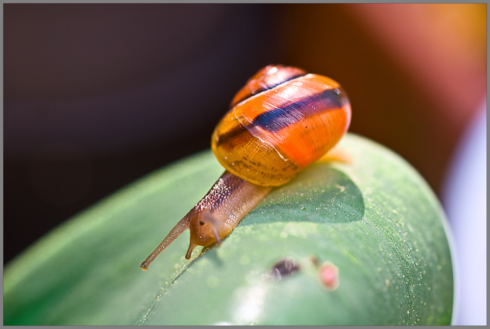 Schnecke 2