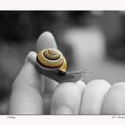 *Schnecke *2