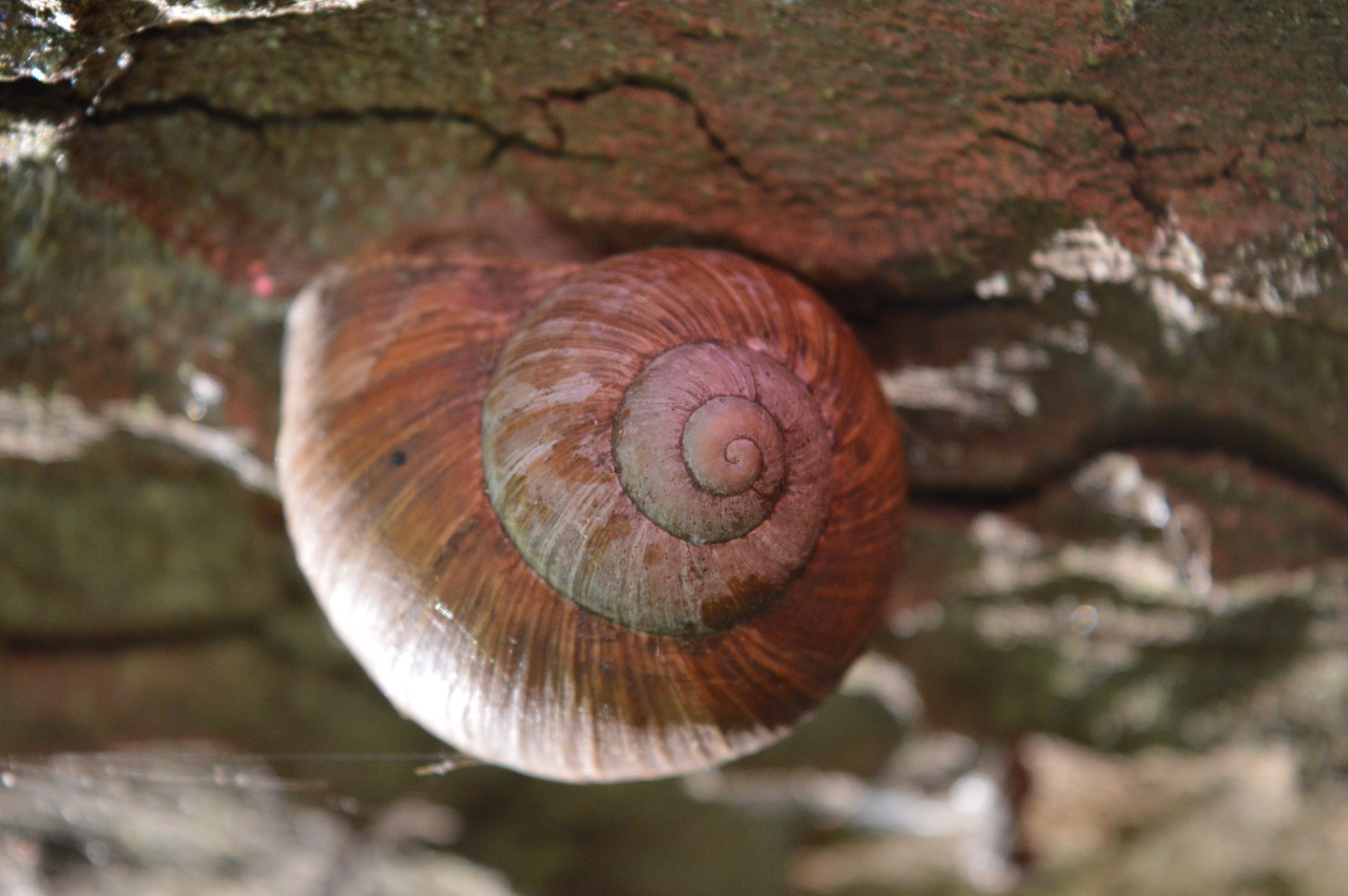 Schnecke 2