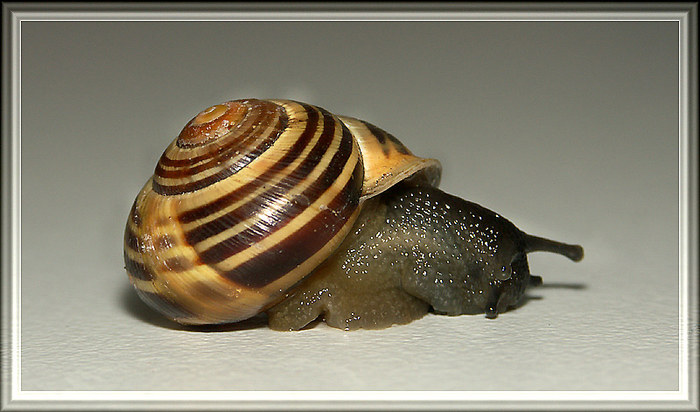 Schnecke 2