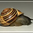 Schnecke 2