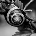 Schnecke 2