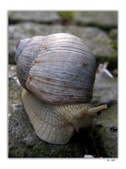 Schnecke 2