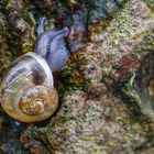 Schnecke 2