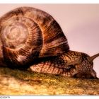 Schnecke 2