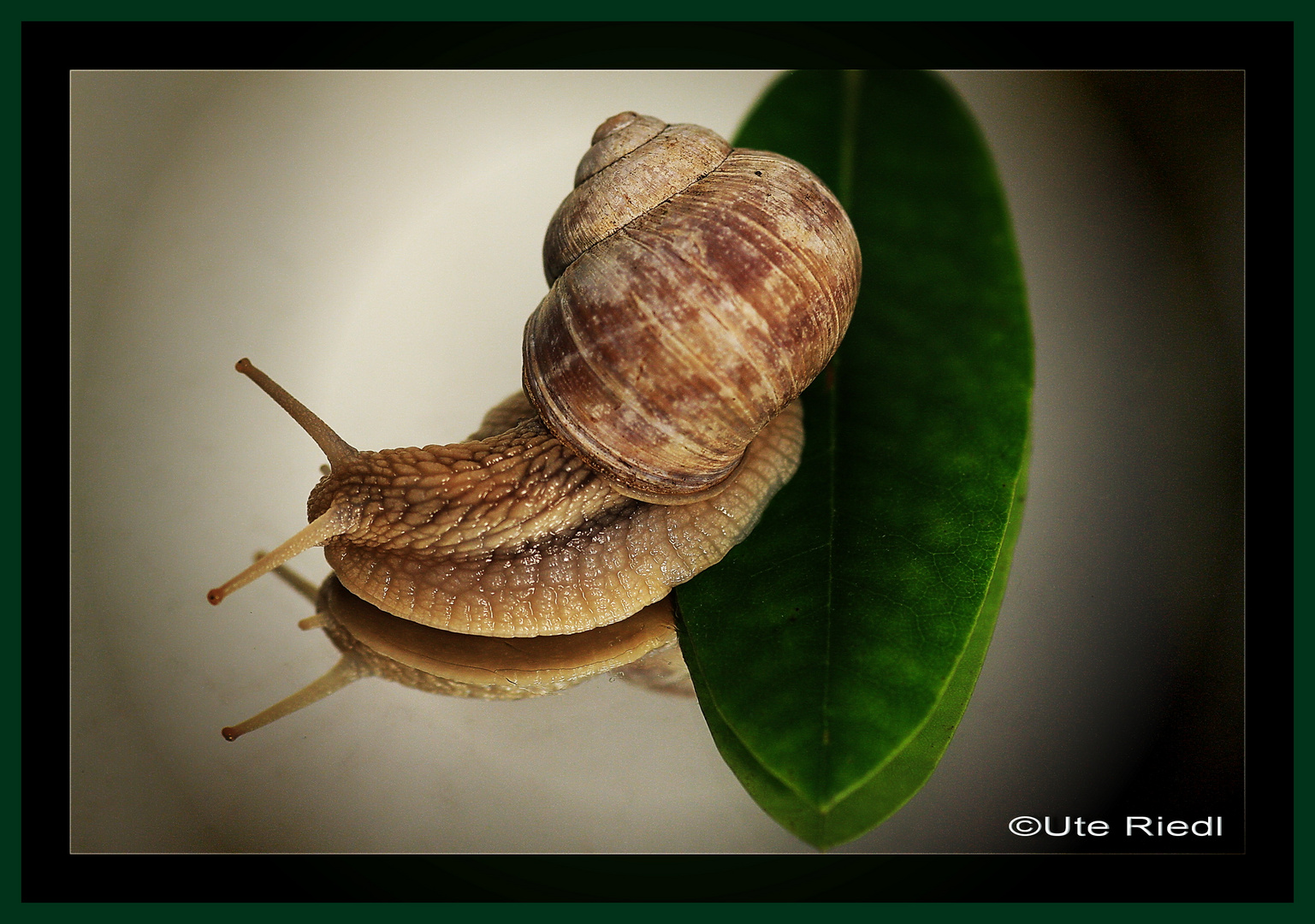 Schnecke 2......