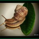 Schnecke 2......