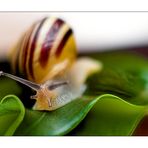 Schnecke (2)