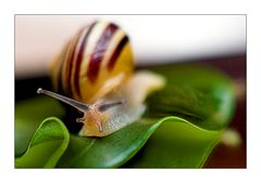 Schnecke (2)