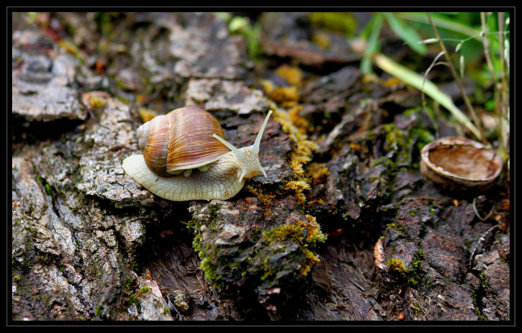 Schnecke 2