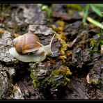 Schnecke 2