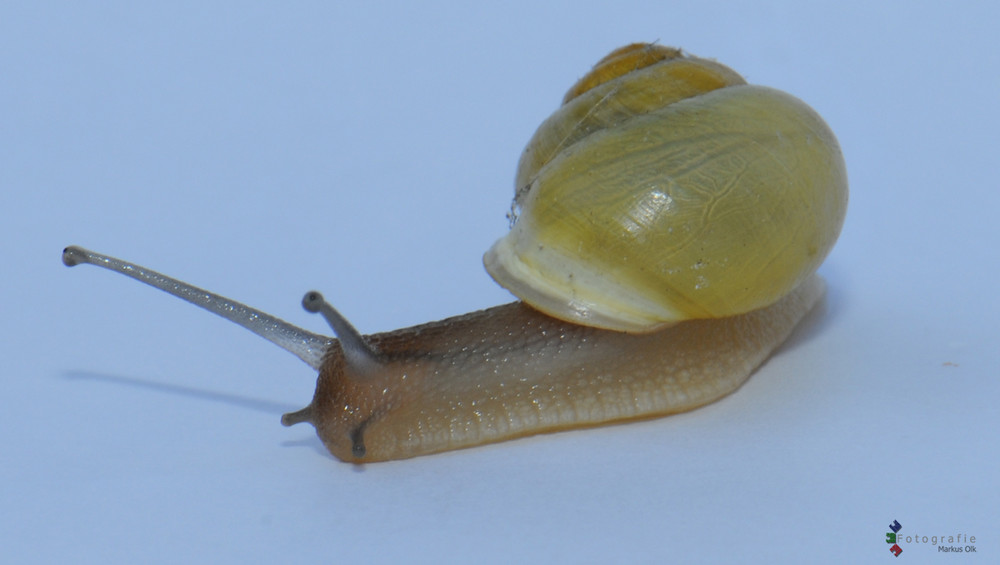 SCHNECKE -2-