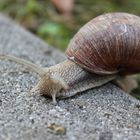 Schnecke 2