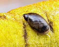 Schnecke-2