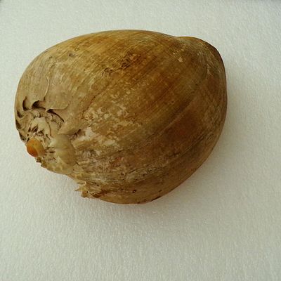 Schnecke 2