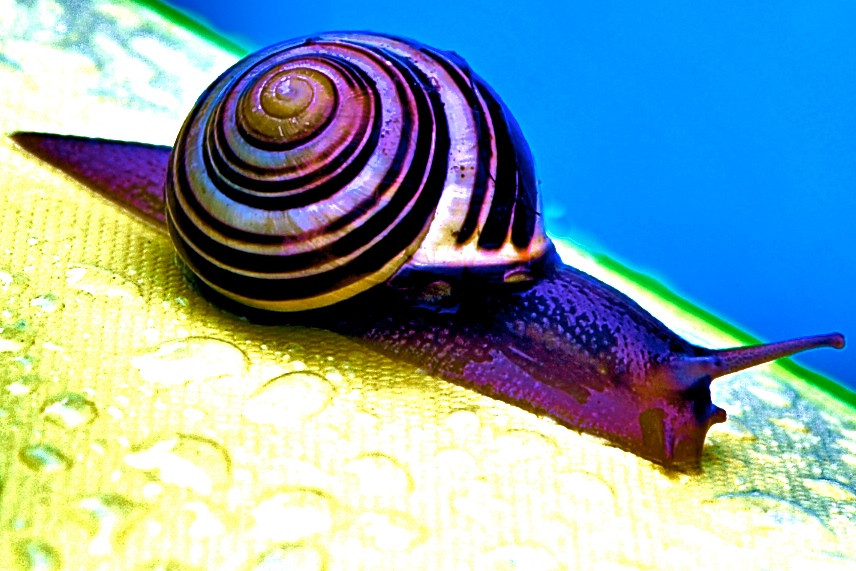 Schnecke 2