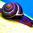 Schnecke 2