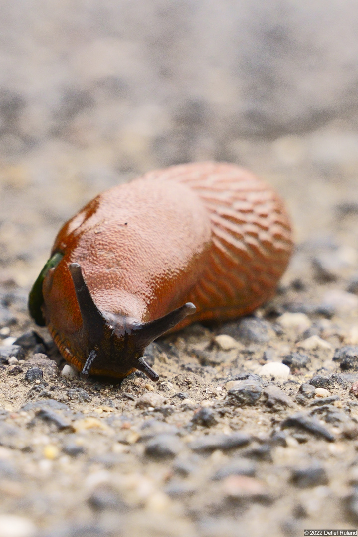 Schnecke # 2