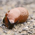 Schnecke # 2