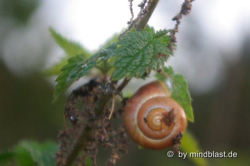 Schnecke