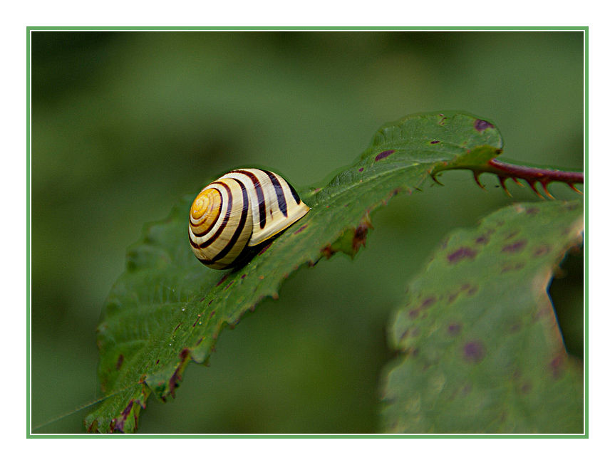 Schnecke