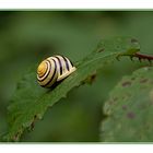 Schnecke