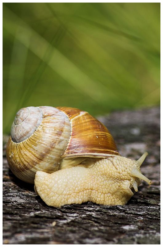 Schnecke