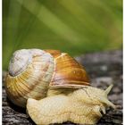 Schnecke