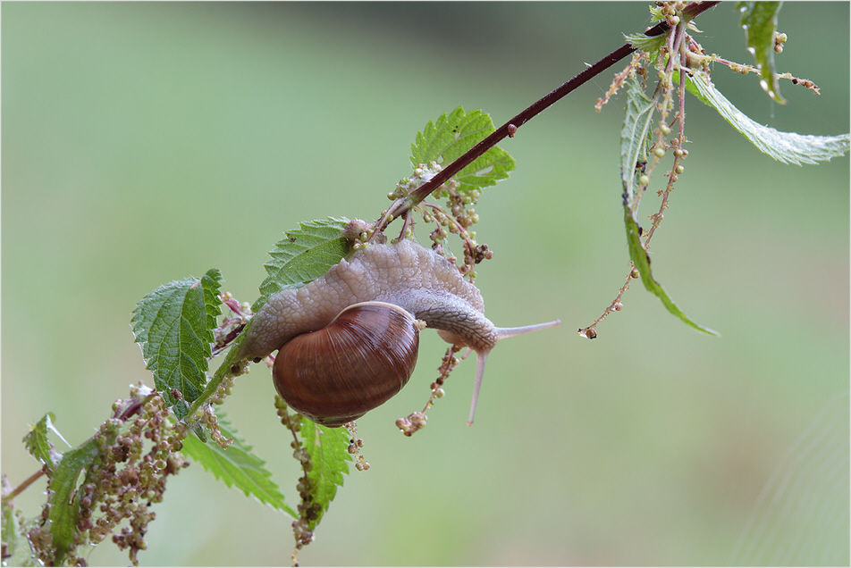 Schnecke