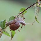 Schnecke