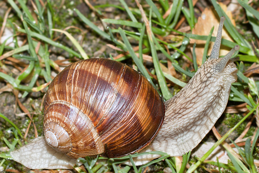 Schnecke