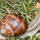 Schnecke