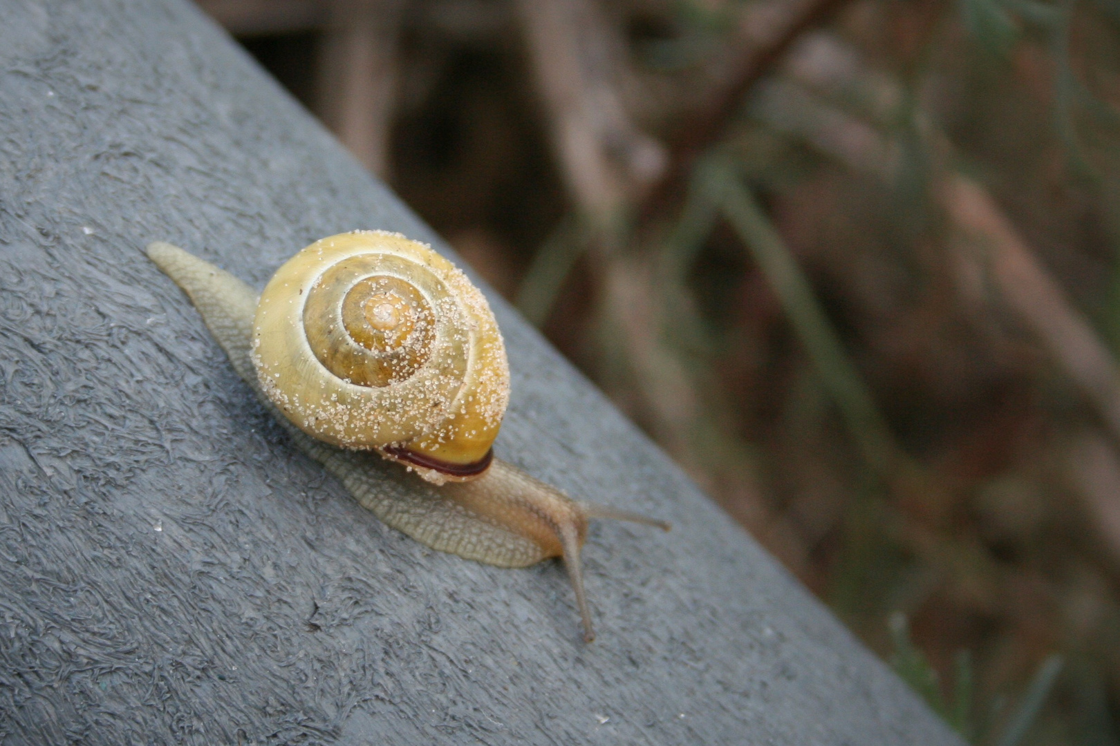 Schnecke