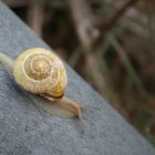 Schnecke