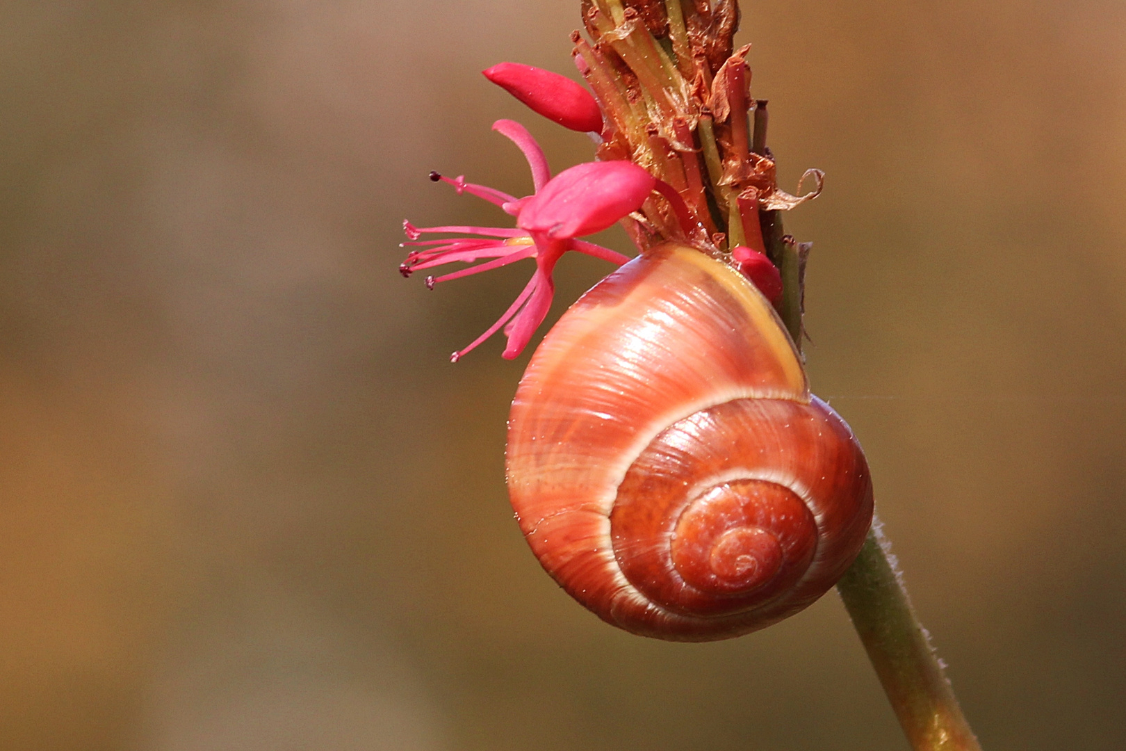 Schnecke Foto & Bild tiere, wildlife, schnecken & muscheln Bilder auf