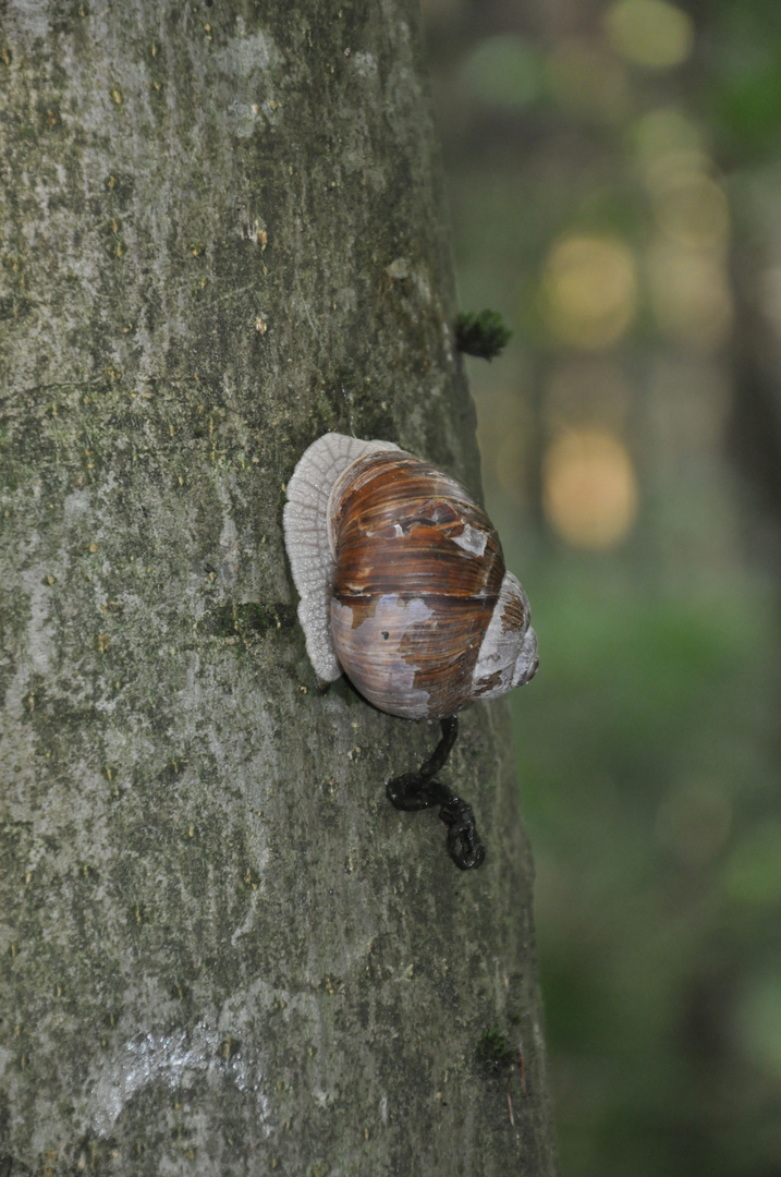 Schnecke