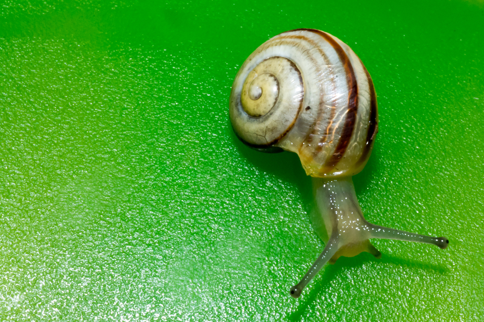 Schnecke