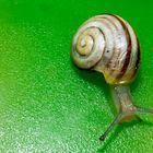 Schnecke