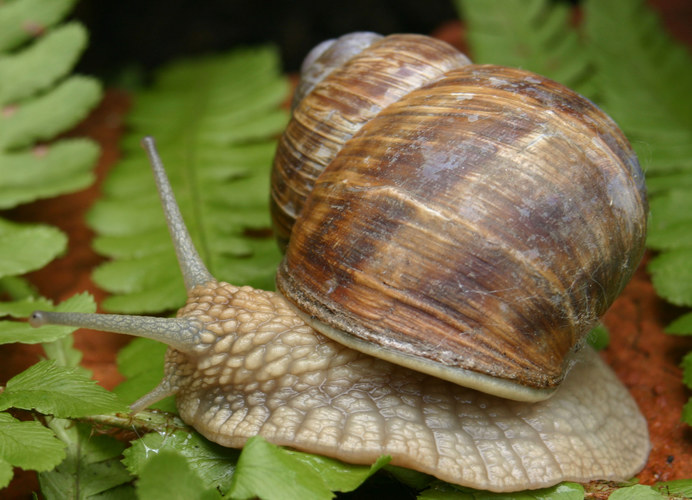 Schnecke