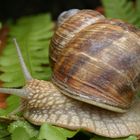 Schnecke