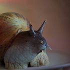 Schnecke