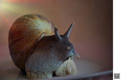 Schnecke