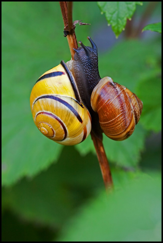 Schnecke