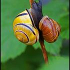 Schnecke